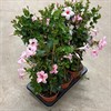 MANDEVILLA  19 CM FLAMINGO PINK